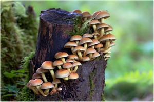WG .... der Pilze im Wald