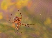 Argiope lobata im ersten Licht (2)