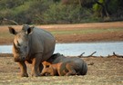 Breitmaulnashorn (Ceratotherium simum),