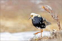 Kampfläufer im Schnee