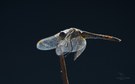 Frühe Heidelibelle/Sympetrum fonscolombii, Weibchen