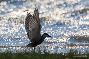 Backlit Swallow