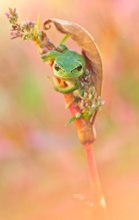 Laubfrosch