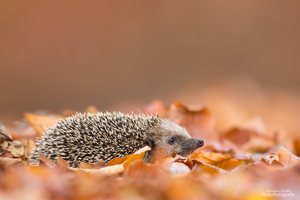 - Farbenfroher Herbst -