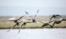 Im Anflug: Die ersten Nonnengänse dieses Herbstes für mich auf Hiddensee. Leider nicht ohne Be- und Überschneidungen