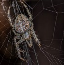 Kreuzspinne