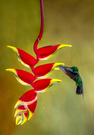Grünstirn-Brillantkolibri - Grünscheitelbrillant