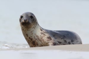 Strandschönheit