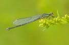 Small Red-eyed Damselfly