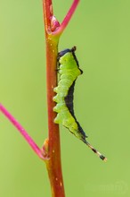 Caterpillar