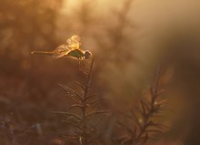 Sympetrum fonscolombii in der Dämmerung