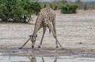 Trinkende Giraffe