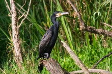 Kormoran am Altrhein