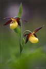 ~ a pair of lady's slipper ~