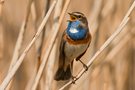 Singendes weißsterniges Blaukehlchen im Schilf