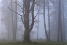 Baum im Nebel