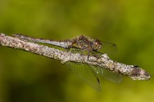 Sympetrum striolatum