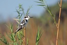 pied kingfisher (Ceryle rudis)