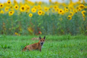 pitschnass vor Sonnenblumen