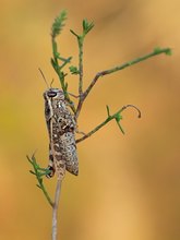 Italienische Schönschrecke (Calliptamus italicus)