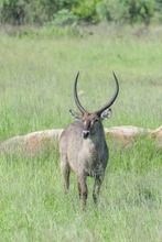 Wasserbock