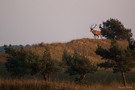 Der König der Dünen...