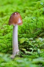 Pilz im Grünen