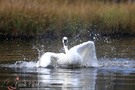 Schwan