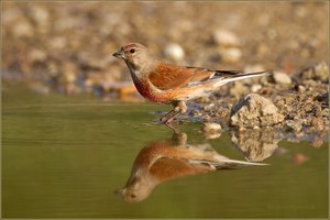 „Bei großer Hitze …“