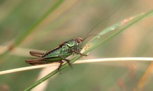 Grashopper