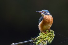 Eisvogel bei etwa schwierigem Licht