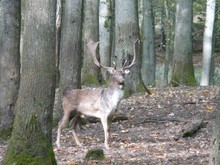 Damhirsch am Brunftplatz