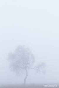 Baum im Nebel