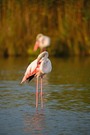 2 Flamingos