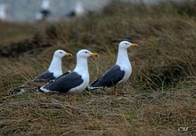 Besuch auf Helgoland