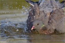 „Zum Baden …“