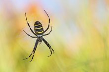 Eine Spinne im Herbst