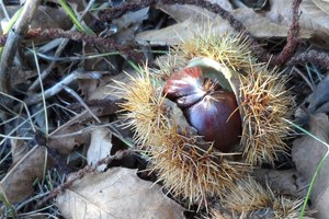 Stacheliges im Herbst