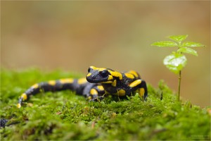 Feuersalamander