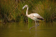 Flamingo juvenil