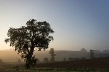 Baum vor Morgendunst