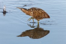 Große Rohrdommel auf Nahrungssuche