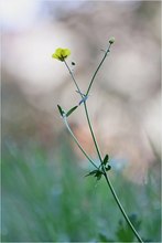 ein scharfer Hahnenfuß