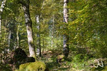 Reh im herbstlichen Buchenwald