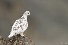 Alpenschneehuhn (Lagopus muta)