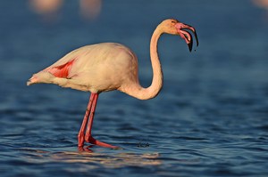 Flamingo 2