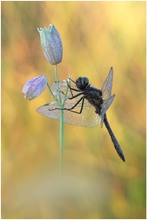 Die schwarze Libelle