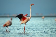 noch` Flamingo