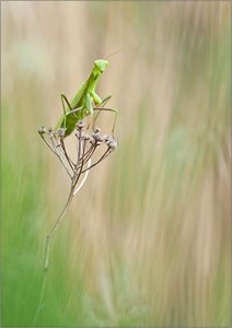 "Autumn-Mantis"