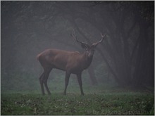 Rothirsch im Nebel